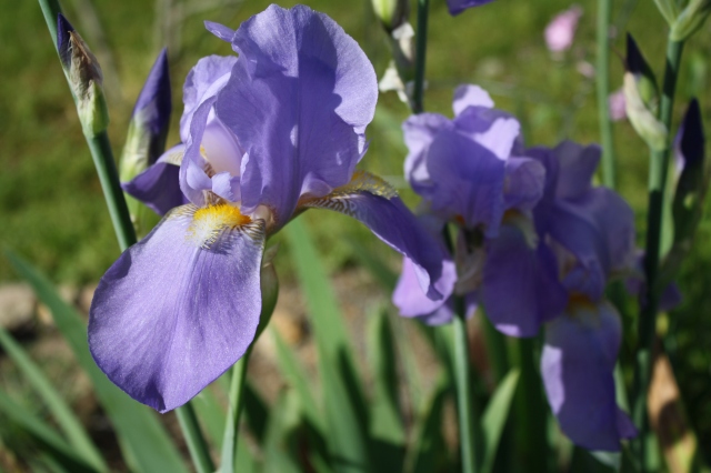 the irises that someone threw in the gutter last year. They have a delicate fragrance. 