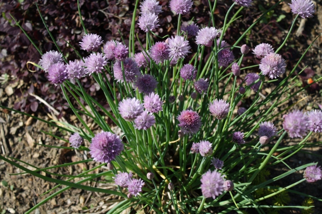 chives are flowering